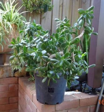 Jade plant/Money tree/Crassula ovata