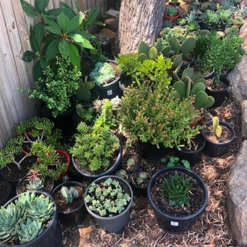 Plants, Cactus, Succulents, Dragon trees