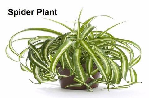 Spider Plants - Chlorophytum Plants - Air Purifier and more