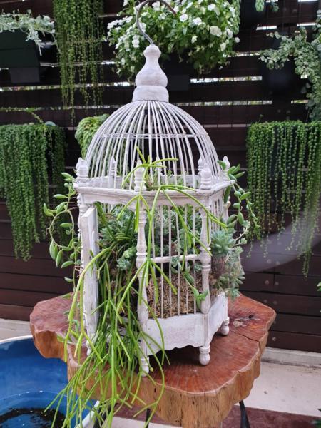 Succulents in ornamental bird cage