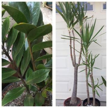 Tall -Small Outdoor , Indoor Plants