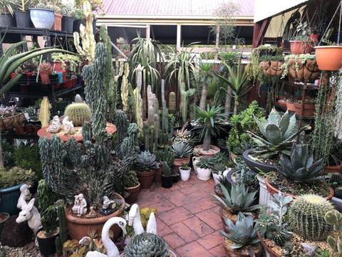 Att cactus,agaves and Succulents collectors from $5 for Succulents