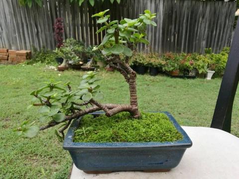 Brand new Bonsai Pot