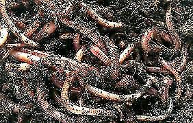 Worms composting or fresh water fishing