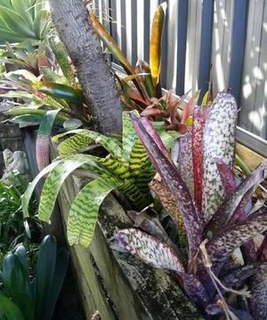 HEALTHY BROMELIADS FROM $5.00 - $15.00 each. Over 50 Plants Avail