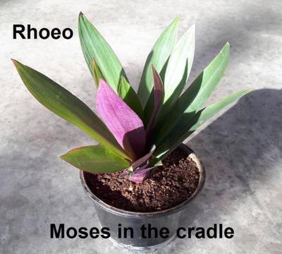 Rhoeo or Moses in the cradle (Tradescantia spathacea) and more