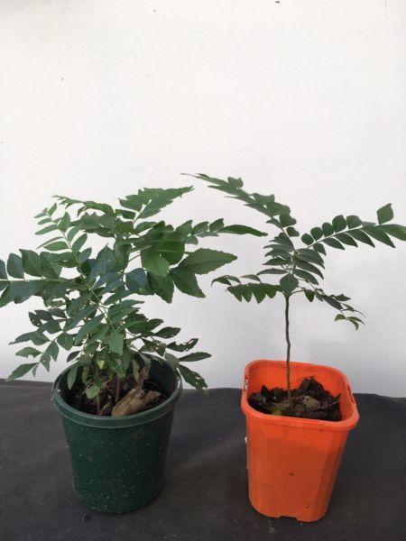 Healthy curry leave plant for sale