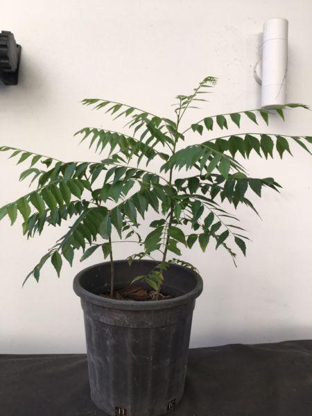Two large curry leaves plant : cheap cheap