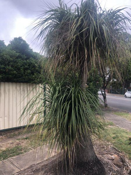 Mature Pony Tail Palm tree