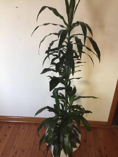 indoor/outdoor happy plants
