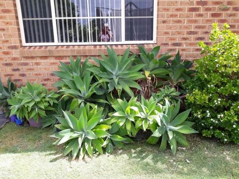 outdoor and Indoor plants