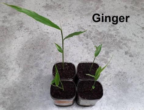 Ginger vegetable plant - More other fruit trees & plants