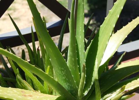 Fresh Potted Aloe Vera Plants -Large Medium & Small sizes