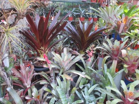 Bromeliads & Tillandsias (Air Plants)