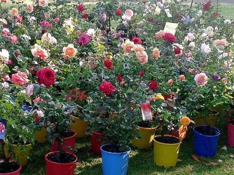 potted rose sale now 20% off