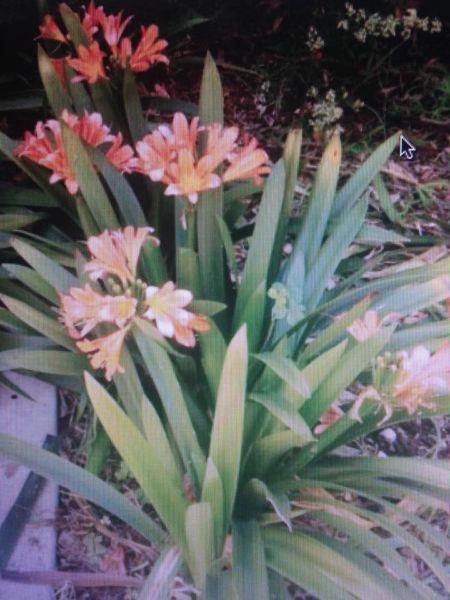 CLIVIA GARDEN PLANTS - BAREFOOTED OR POTTED