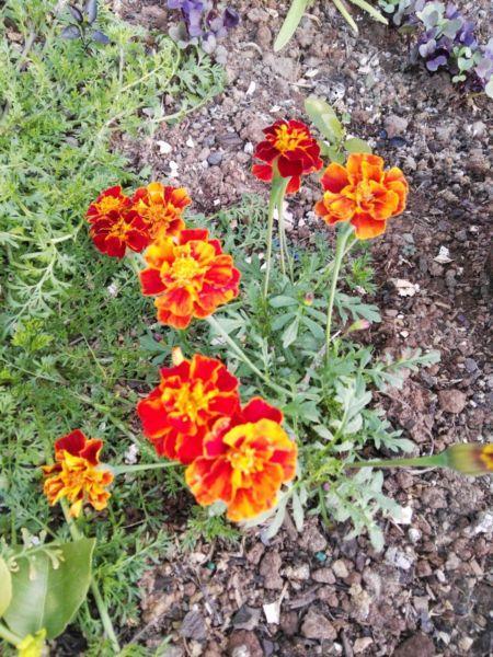 Marigold flowers 30 seeds