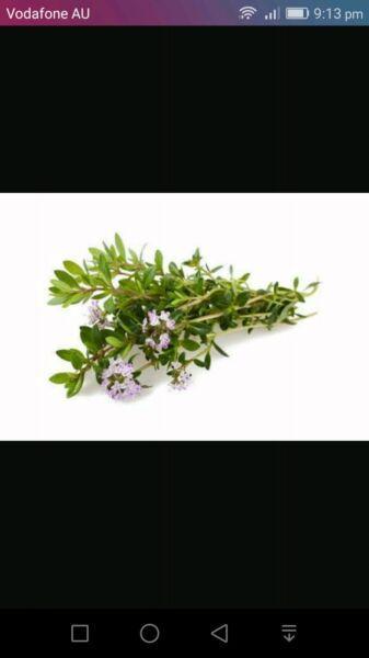 Savory herb 10 seeds