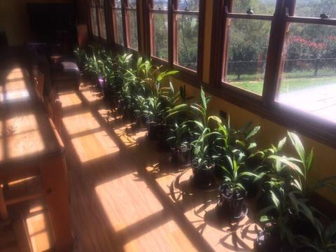 DURANTA Plants in Toowoomba. 3 varieties in 140mm pots