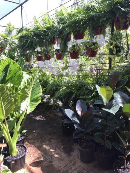 Indoor Plants! Large Range! From $4!