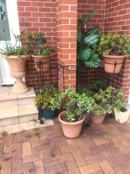 Outdoor Pots, plants and stands