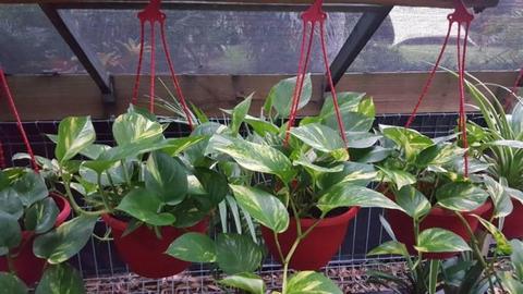 Top 5 Hanging Plants - Devils Ivy, etc