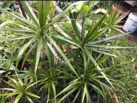 Dracaena plants for sale