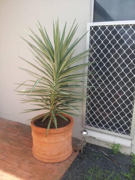 VERIEGATED YUCCA PLANTS - APPROX 1M TALL ( 3 OF)