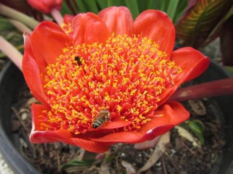Haemanthus coccineus Blood Lily, large bulbs