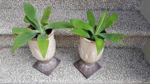 2 x decorative garden pots with Agaves planted