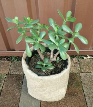 Crassula ovata succulent aka Jade/Lucky plant | Friendship tree