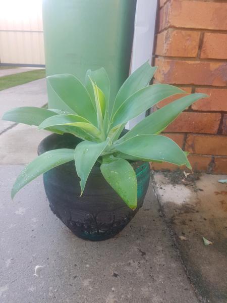 Agave plant in black pot