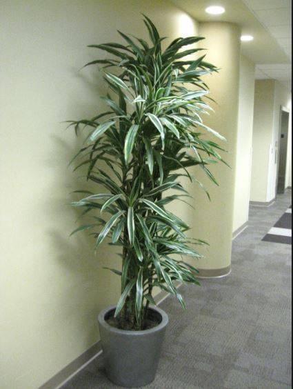 Dracaena White Stripe indoor or patio shade plant lots available