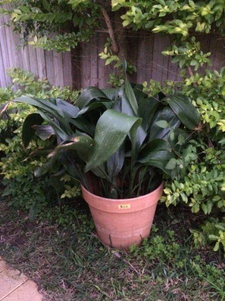 Plant with Pot