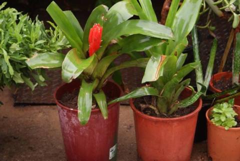 Bromiliads pot plants