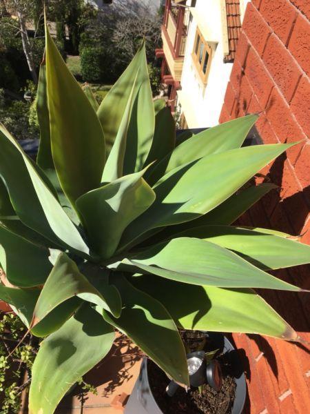 Mature/large agave attenuata for sale