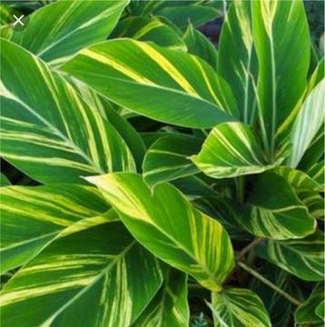 *Supersale* Alpinia zerumbet 'Variegated Shell Ginger'