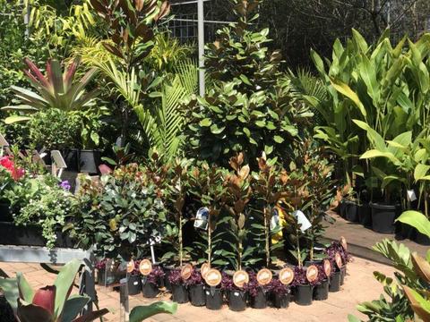 A Grade Nursery! Trade Prices to the Public! Plants from $3