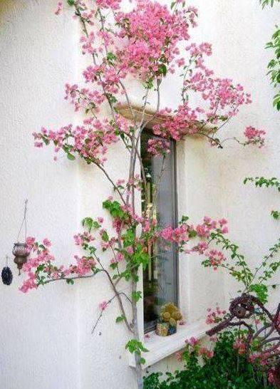 Pink and purple Bougainvillea flower (will flower all year round)