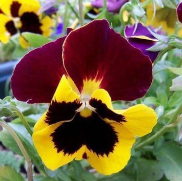 Pansy spring flowering plants - all plants potted
