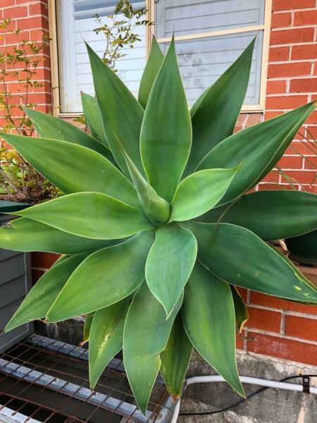 Healthy large mature Agave plant