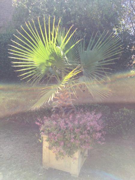 Plants mature , Californian Palms