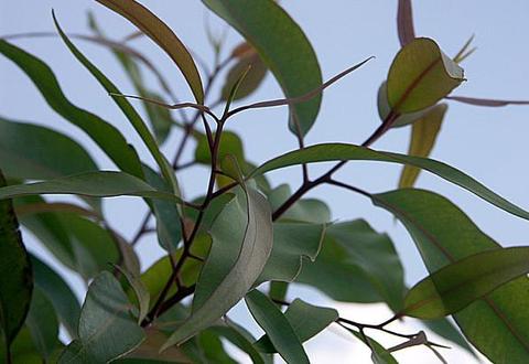 Lemon scented gumtrees bee attracting Citronella insect repellent