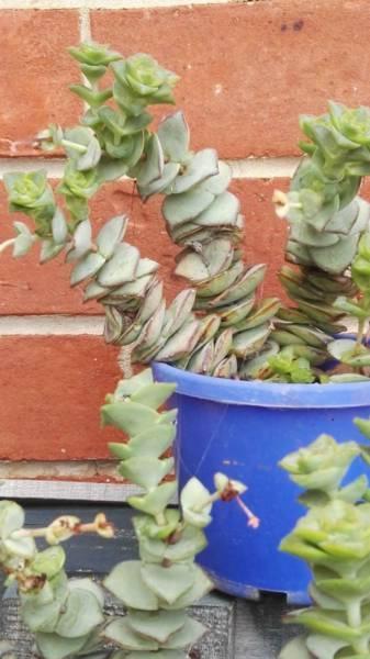 Crassula - String of Buttons plant