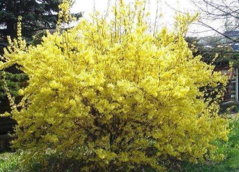 Forsythia Lynwood gold -rare plant - spring flowering spectacle