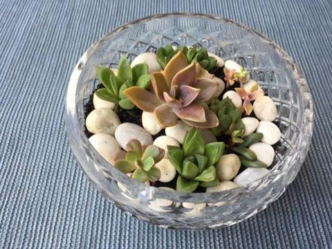 MIX SUCCULENTS IN ROUND BOHEMIA GLASS BOWL WITH PEBBLES
