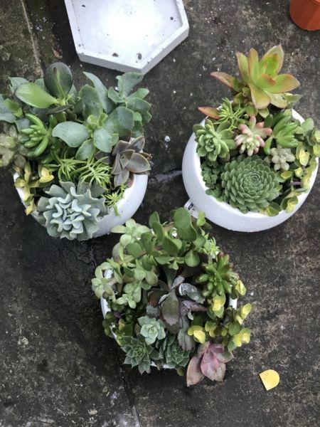 Succulents arrangement mix pot mini home bonsai garden