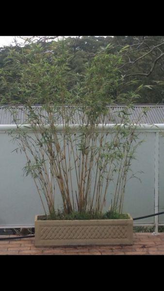 Beautiful Bamboo in planters