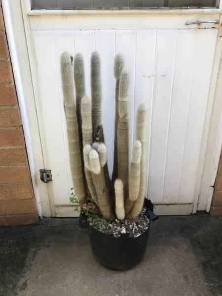 Huge Old Column Cactus Plant