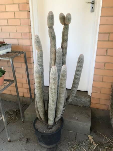 Massive Old Man of the Andes Cactus Plant